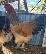 Buff Brahma Rooster in 29 Palms, California