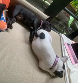 5 French Bulldog Puppies seeking new home. in Grafenwoehr, GE