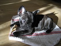Health Checked 5 French Bulldog Puppies in Stuttgart, GE