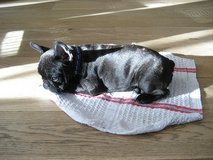 5 French Bulldog Puppies... in Wiesbaden, GE