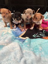 Chiweenie puppies in Camp Lejeune, North Carolina