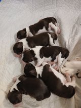 English Springer Spaniel Puppy in Beaufort, South Carolina