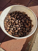 **PECANS IN SHELL** in Alamogordo, New Mexico