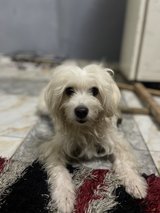 Available male Maltese dog For a good home in Ramstein, Germany