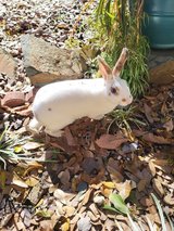 Mini Rex Rabbit in Leesville, Louisiana