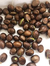 Loquat Seeds (60) in Cherry Point, North Carolina