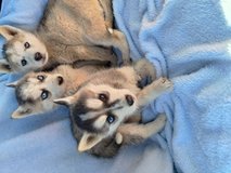 Alaskan huskies in Camp Pendleton, California