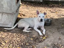 Free Female Dog in Leesville, Louisiana