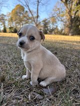 Puppies in Warner Robins, Georgia