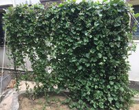 Free Organic Vegetables -- You Harvest Direct from the Garden in Okinawa, Japan