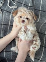 Zwergpudelwelpen in Stuttgart, GE