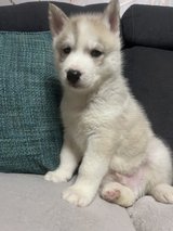 Siberian Husky-Welpen zu verkaufen in Stuttgart, GE