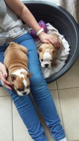 Xmas Bulldog Puppies in Wiesbaden, GE