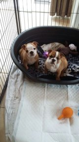 Xmas Bulldog Puppies To Good Home in Baumholder, GE