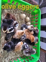 blue egger and green egger chicks in Fort Polk, Louisiana