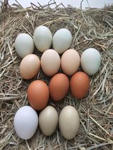mixed heavy egg layer chicks in Fort Polk, Louisiana