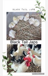 BB Reds and Black Tail Jap banty chicks in Fort Polk, Louisiana