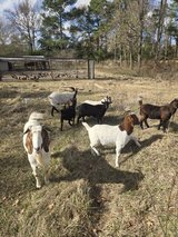 goats for sale in Fort Polk, Louisiana