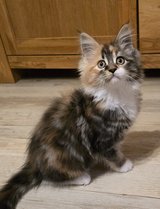 Siberian Forest kittens in Baumholder, GE