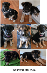 GSD Puppies in Camp Lejeune, North Carolina