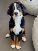 Male Bernese Mountain Dog in Ramstein, Germany