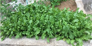 Are You Looking to Eat Healthier? in Okinawa, Japan