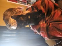 Black kitties in Alamogordo, New Mexico