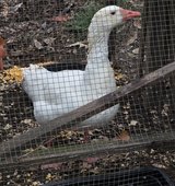 Cotton Patch Gander in Leesville, Louisiana