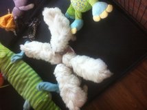 6 sweet loving home seeking new families for xmas. in Stuttgart, GE