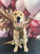 OKINAWA JEWEL DOG GROOMING SERVICES in Okinawa, Japan