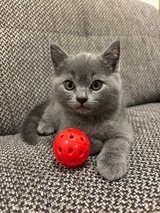 British Shorthair kitten in Ramstein, Germany