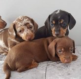 Adorable AKC Mini Dachshund Puppies in Los Angeles, California
