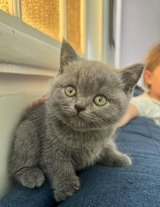 Xmas British shorthair kittens in Los Angeles, California