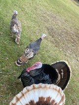 Trio of Turkeys in Fort Polk, Louisiana