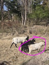 3 goats left in Leesville, Louisiana