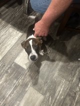 corgi terrier mix in Leesville, Louisiana