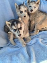 Husky/Alaskan malamute pups in Camp Pendleton, California