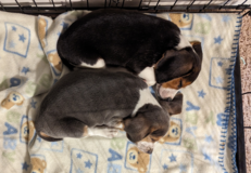 Two 2 year old male beagles in Fort Leonard Wood, Missouri
