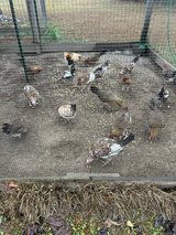 Game Chicken in Fort Polk, Louisiana