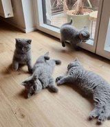 British shorthair blue kittens in Ramstein, Germany