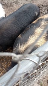 breeding pair of kunekune pigs in Beaumont, Texas
