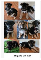 German Shepherd Puppies in Camp Lejeune, North Carolina