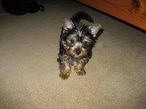 Female Yorkie in Leesville, Louisiana