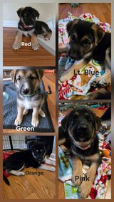 German Shepherd Puppies in Camp Lejeune, North Carolina