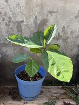 House plant in Okinawa, Japan