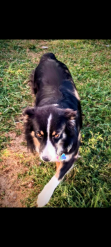 Border Collie mix pups in Clarksville, Tennessee