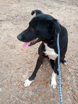Very sweet boy in Leesville, Louisiana