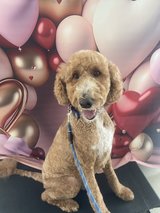 OKINAWA JEWEL DOG GROOMING SERVICES in Okinawa, Japan