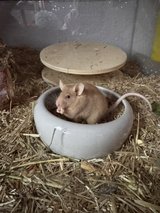 big cage in Ramstein, Germany