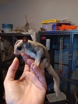 2 Sugar Gliders in Fort Campbell, Kentucky